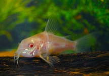 CORYDORAS MARBRÉ ALBINO