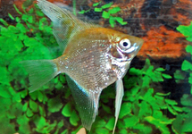 SKALAR WEISS DIAMANT