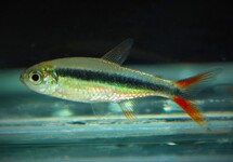 REDFIN PENGUIN TETRA