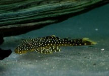 L067 LOT SPOT PLECO