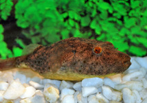 HAIRY PUFFER