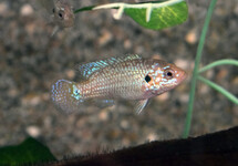 LIFALILIS BUNTBARSCH NEON BLAU