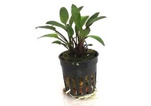 Cryptocoryne lutea in pot (p5)