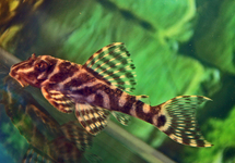 L450 HYPANCISTRUS 