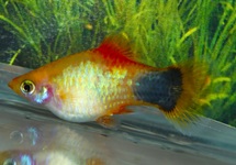 PLATY NEON GEEL MICKEY