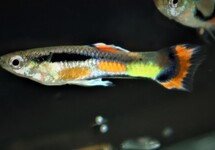 GUPPY ENDLER CAMPOMA 42  (M/F)