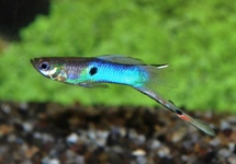 GUPPY ENDLER JAPAN BLUE MANN