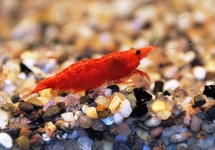 Dwarf Shrimp