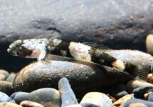 DRAGONET GOBY