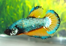 BETTA SP. PLAKAT MUSTARD MALE L