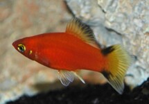 PLATY ROT VICTORY