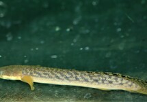 SHORTFIN BICHIR