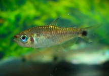 LIPSTICK TETRA