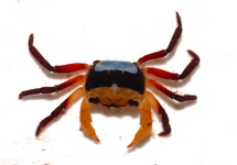 RAINBOW CRAB