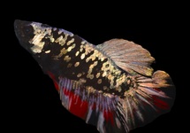 BETTA AVATAR MALE