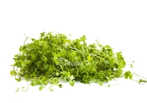 Hydrocotyle cf. tripartita auf Netz 10x15cm - NE