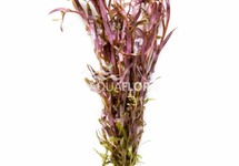 Rotala rotundifolia - BA