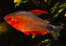 TETRA LEVIS