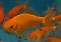 GOLDFISH WAKIN RED