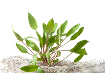 Cryptocoryne undulates in pot (p5)