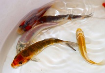 KOI EUROPE
