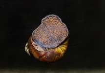 FLUSS SCHNECKE