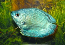 GOURAMI NAIN COBALT (M/F)