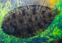 BRACHIRUS PAN M