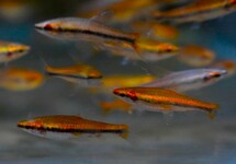 GOLDEN PENCILFISH RED