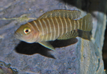 SLAKKENHUIS-CICHLIDE SIMILIS