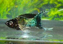 ELECTRIC BLUE MOLLY LONGFIN