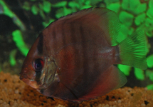 DISCUS RED ROSE