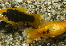 PLATY PEPPERMINT