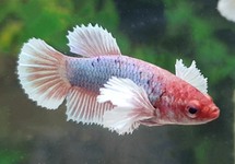 COMBATTANT DUMBO EAR (FEMELLE)