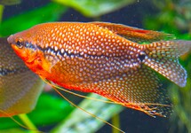 PEARL GOURAMI MALE