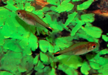 PEPER TETRA