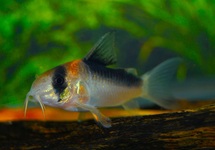 CORYDORAS ADOLFOI