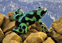 GREEN POISON FROG