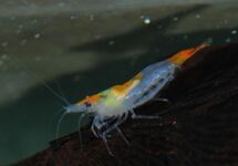 ORANGE RILI TAIL GARNELE