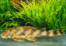 L147 PECKOLTIA SP. COLOMBIA