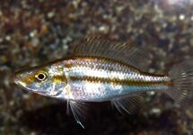 MALAWI CICHLIDE COMPRESSICEPS
