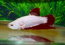 BETTA PLAKAT PLATINUM RED MALE