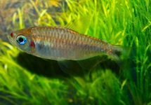 LIPPENSTIFT SALMLER
