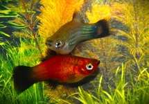 PLATY WAGTAIL ASSORTIS