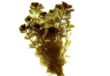 Cabomba piauhyensis in pot (p5)