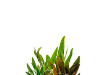 Cryptocoryne mix in pot (p5)