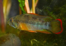 INCA DWERGCICHLIDE