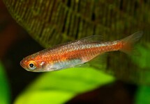RED DWARF RASBORA