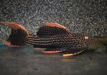 L025 SCARLET CACTUS PLECO '7 POINTER'