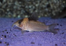 CORYDORAS CRYPTICUS